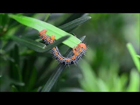 羅漢松 蛾